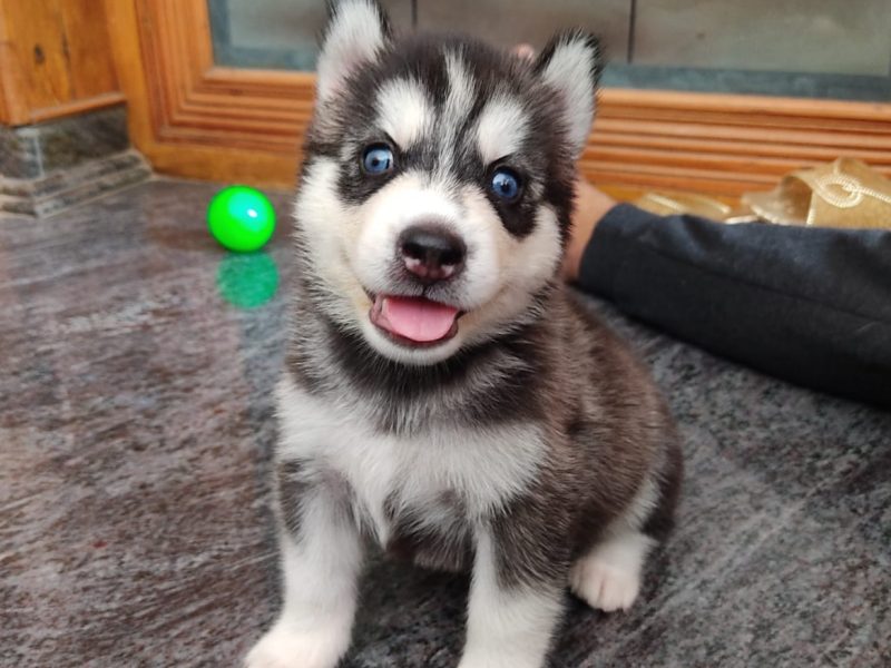 Husky