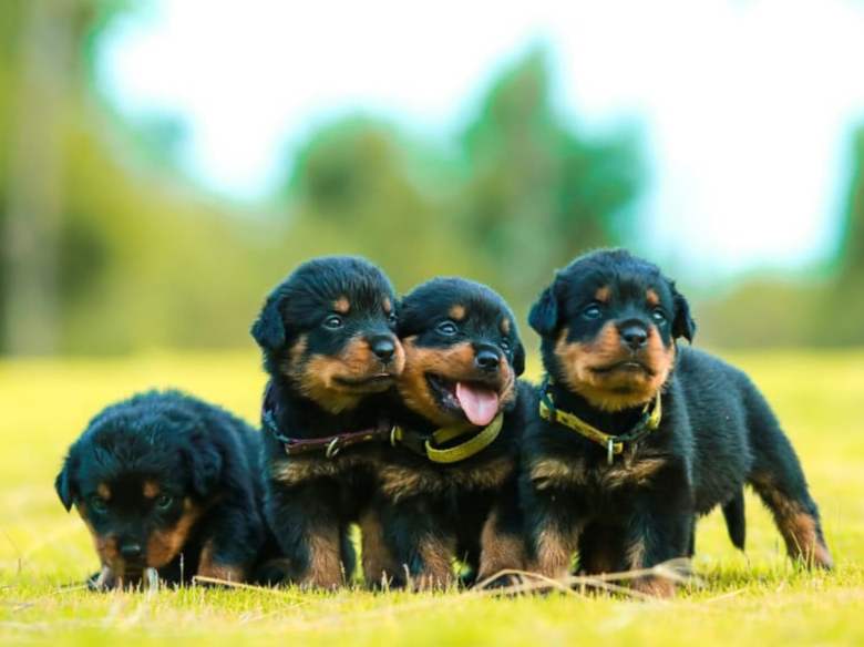 Rottweiler