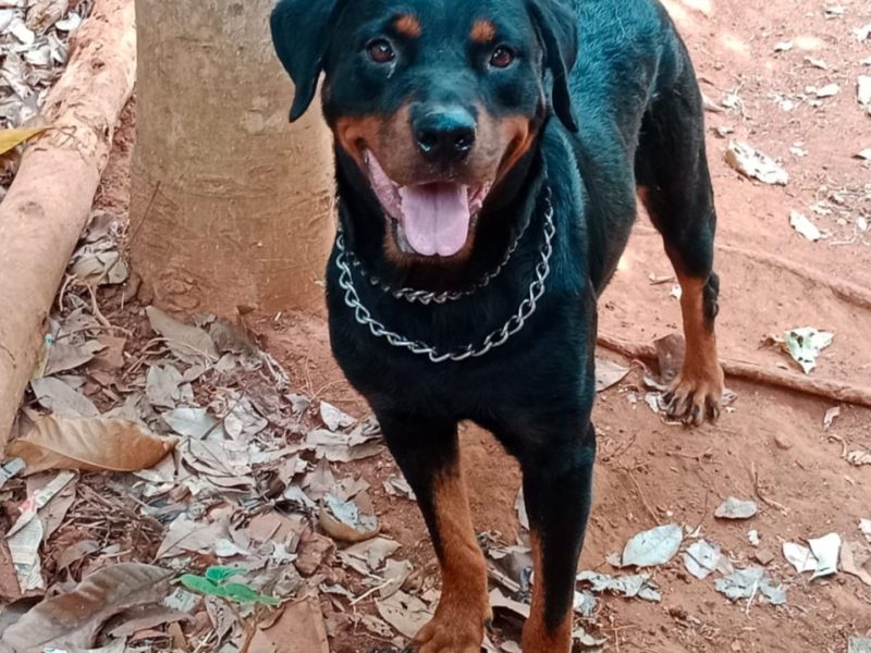 Rottweiler