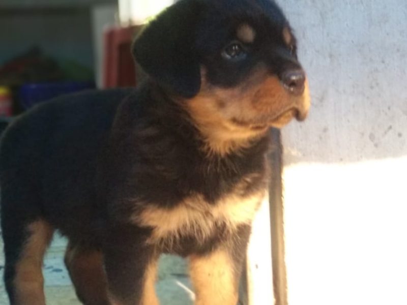 Rottweiler