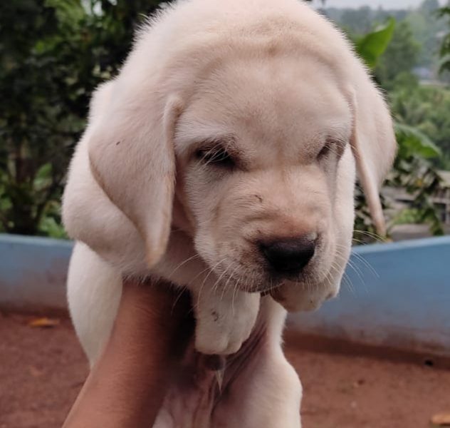 Labrador