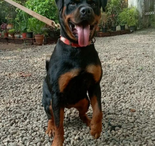 Rottweiler