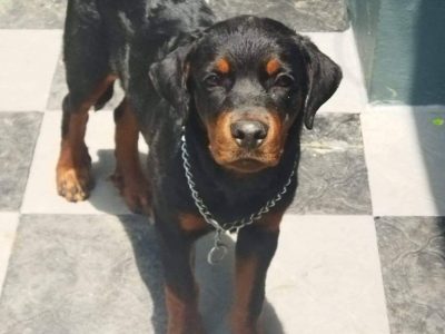 Rottweiler