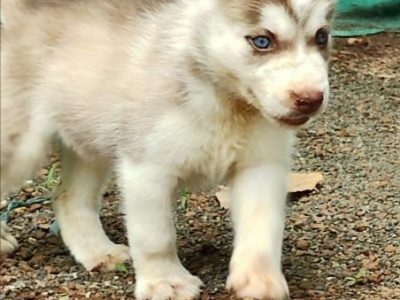 Husky