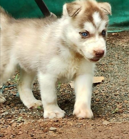 Husky