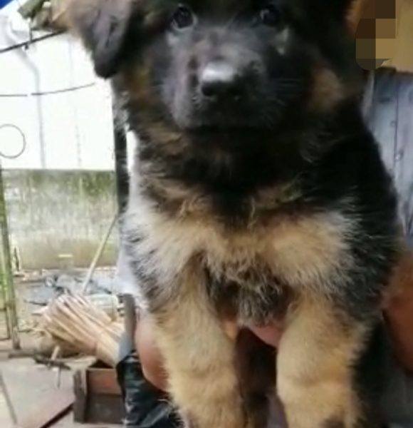 German shepherd