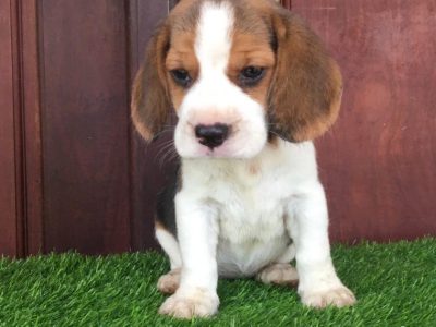 Beagle