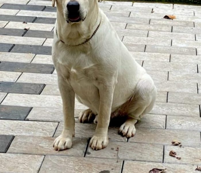 Labrador