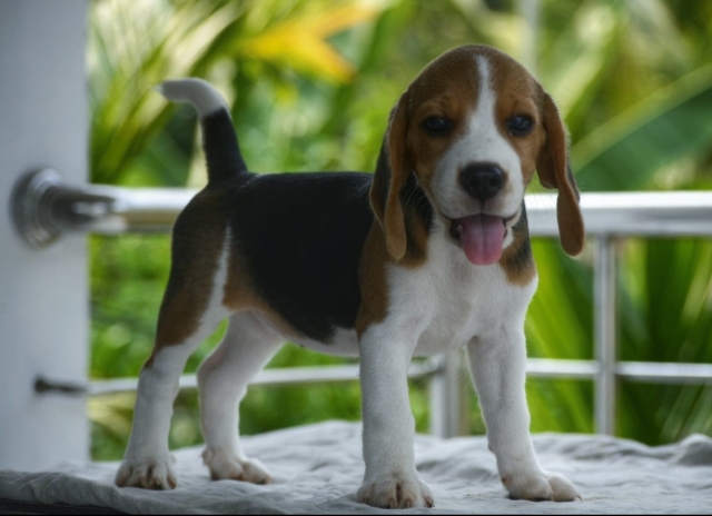 Beagle