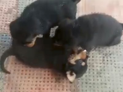 Rottweiler