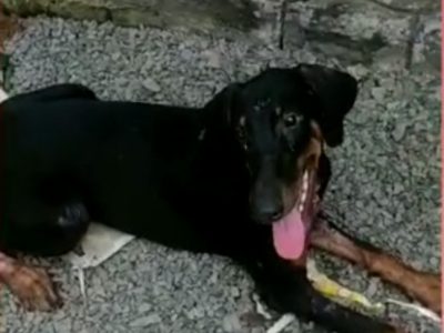 Doberman