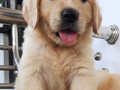 Golden Retriever