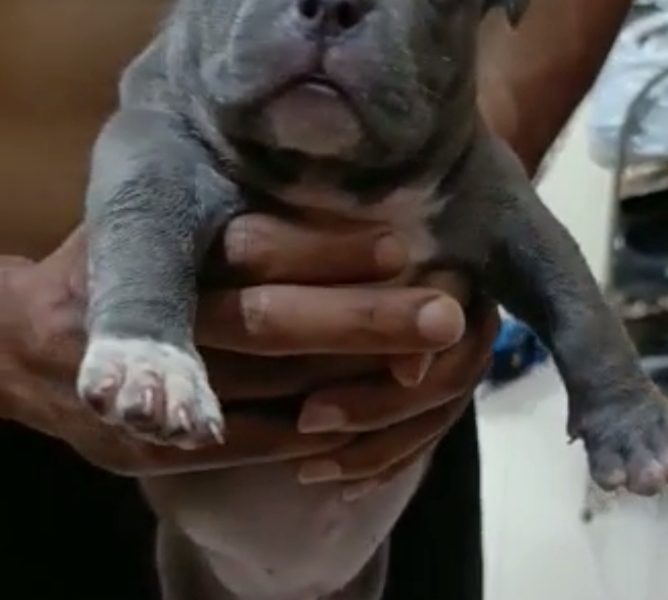 American bully