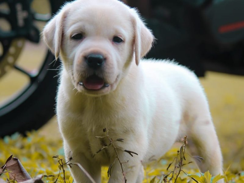 Labrador