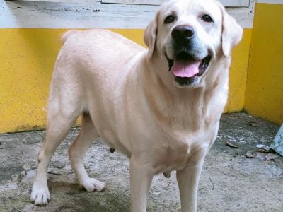 Labrador