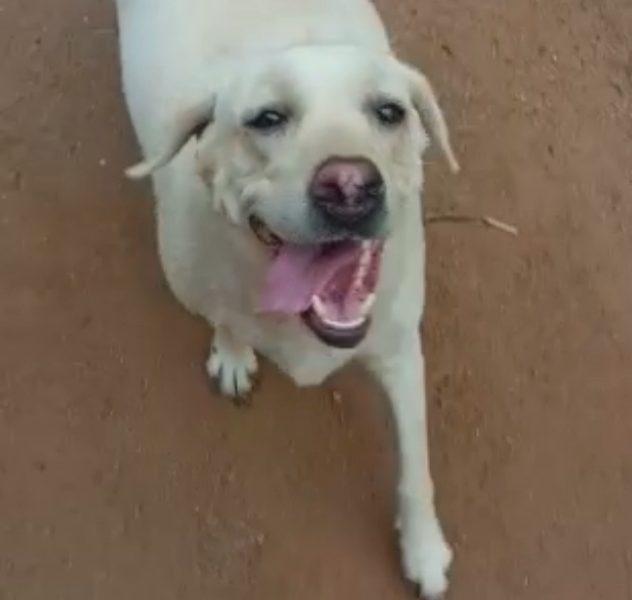 Labrador