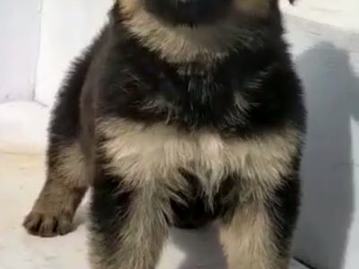 German shepherd