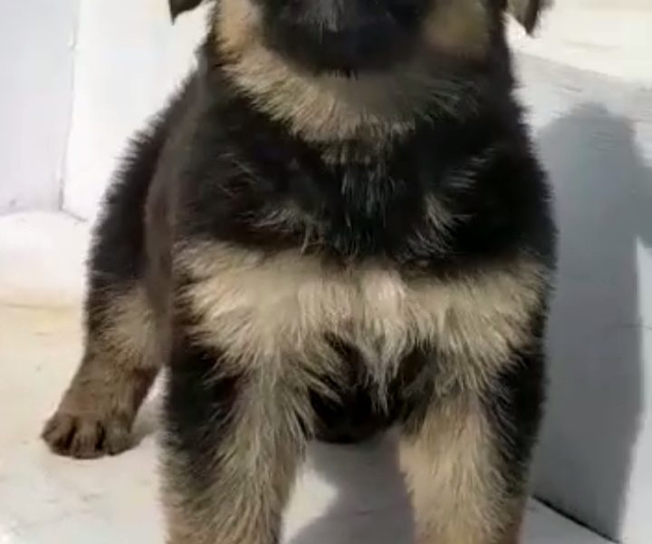 German shepherd