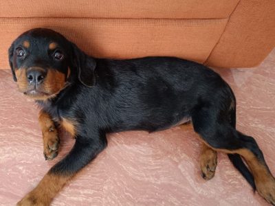 Rottweiler