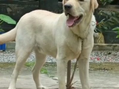 Labrador