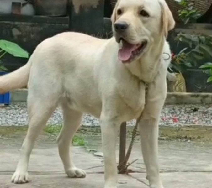 Labrador