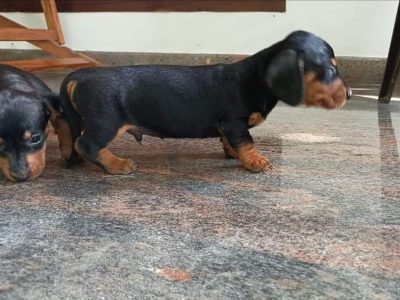 Dachshund