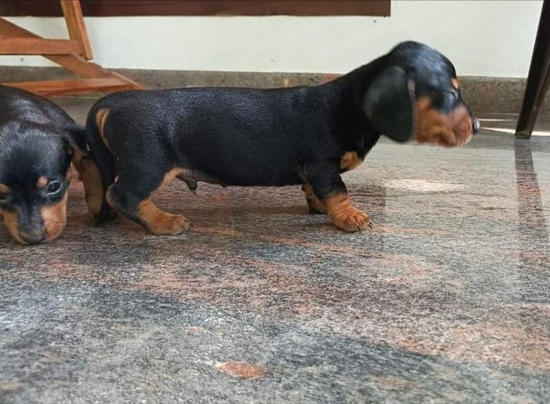 Dachshund