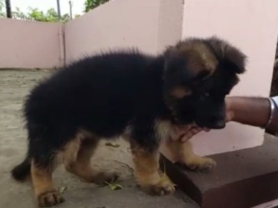 German shepherd