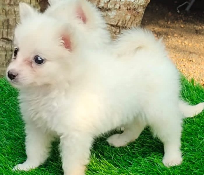 Pomeranian