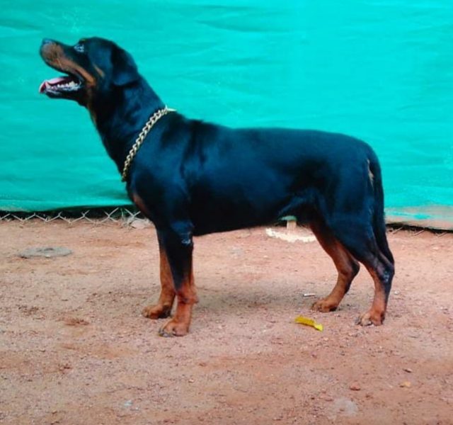 Rottweiler