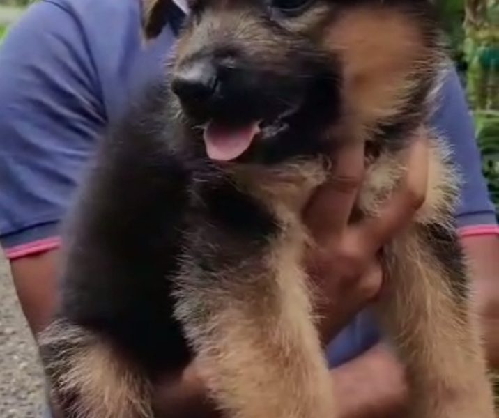 German shepherd