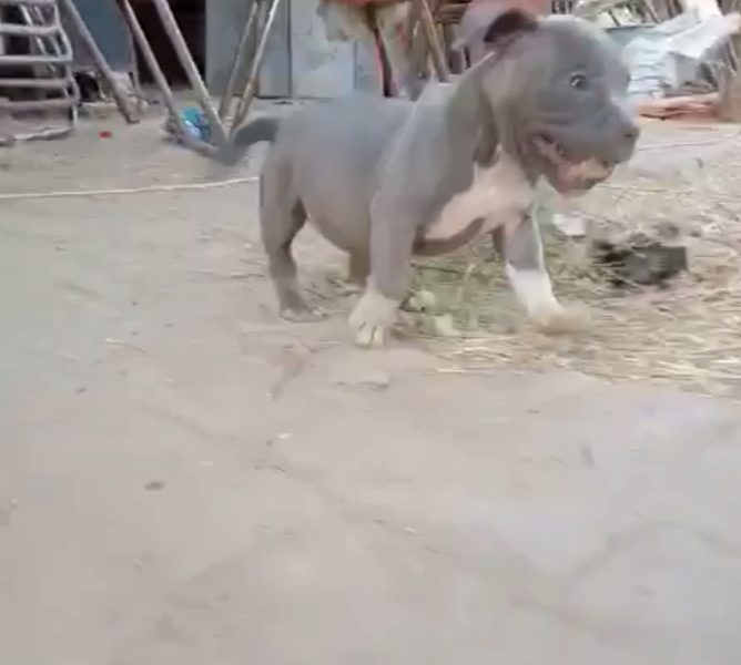 american bully