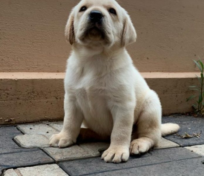 Labrador