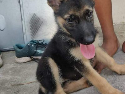 German shepherd