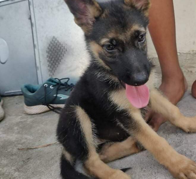 German shepherd