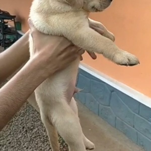 Labrador