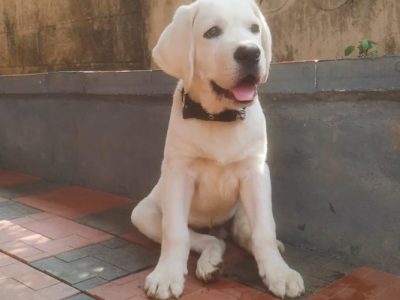 Labrador