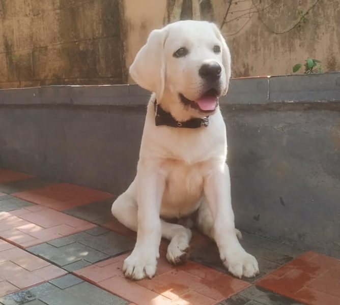 Labrador