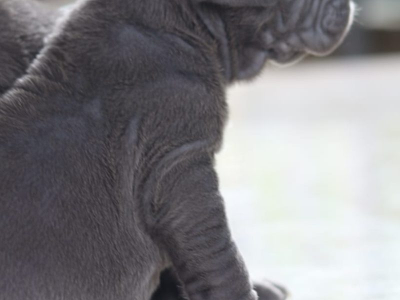 Nepolitan mastiff