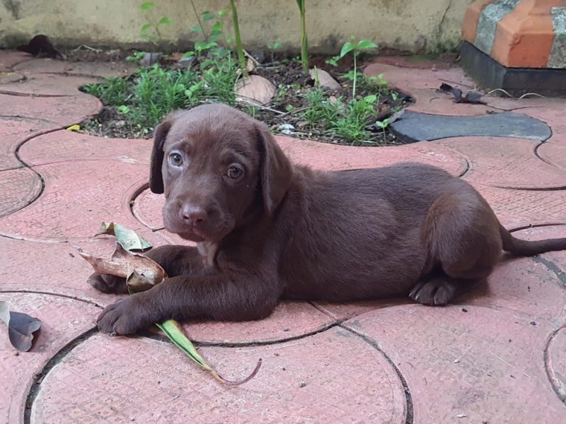 Labrador