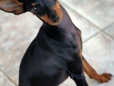 Minpin