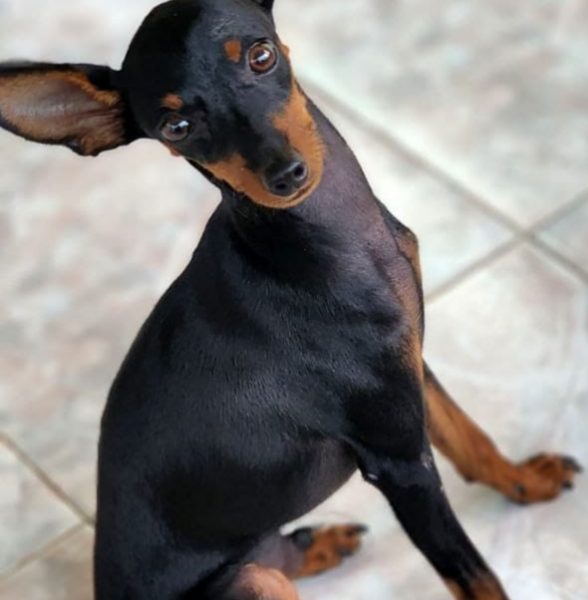 Minpin