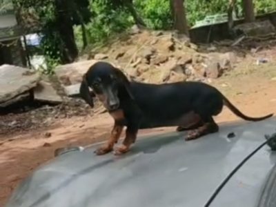 Dachshund