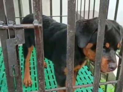 Rottweiler