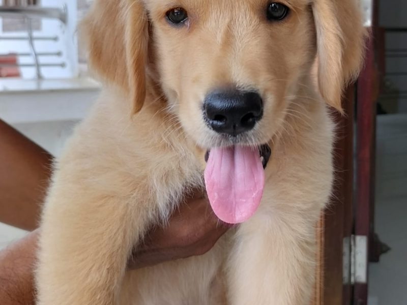 Golden Retriever