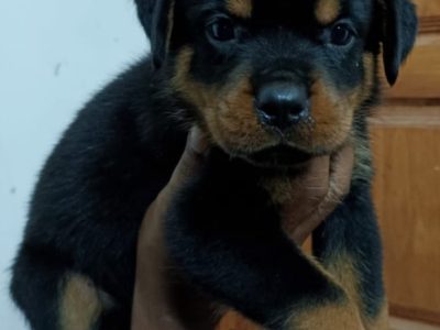 Rottweiler