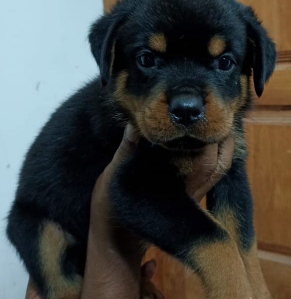 Rottweiler