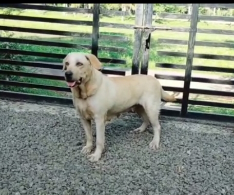 Labrador