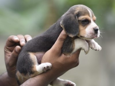 Beagle