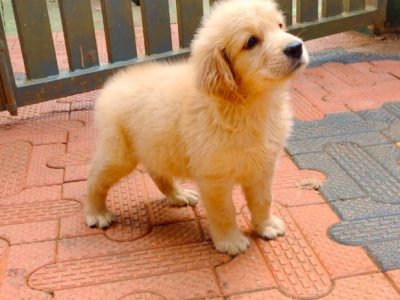 Golden Retriever